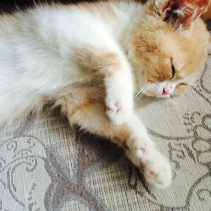 艾莲爆乳18禁🔞漫画
